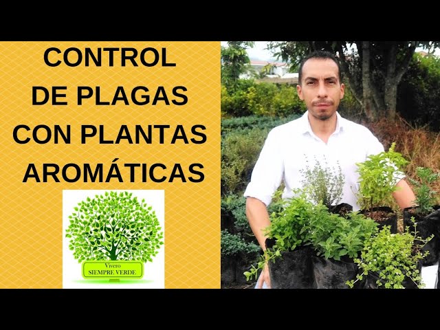 Tecnologia-de-Control-de-Plagas-en-Jardines-de-Hierbas-en-Casa-1 - MT News