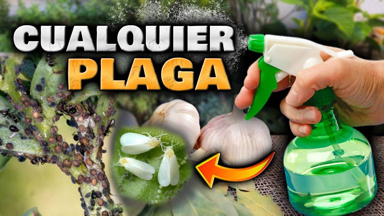 Tecnologia-de-Control-de-Plagas-en-Jardines-de-Hierbas-en-Casa - MT News